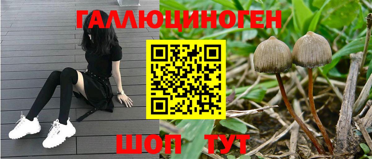 Галлюциногенные грибы Psilocybe Дзержинский